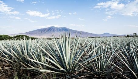 Sự khác biệt giữa Mezcal và Tequila: Bí mật đằng sau hai loại rượu Mexico